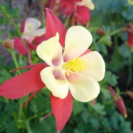 El Capi ゲストハウス サオラ